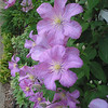 Charlene > Clematis, 2008 photo