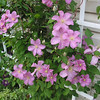 Charlene > Clematis, 2008 photo