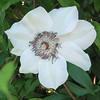 Charlene > Clematis, 2008 photo