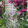 Charlene > Clematis, 2008 photo