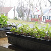 Charlene > Yay, plants sown from seed.