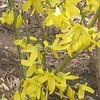 Charlene > Forsythia