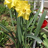 Charlene > Narcissus, "Spellbinder"