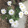 Charlene > "White Spendour" Anemone