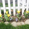 Charlene > Tulipa, “Yellow Purissima”
April 8, 2008
