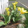 Charlene > Tulipa, “Yellow Purissima”
April 8, 2008