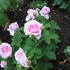 Charlene > Rosa, Comte de Chambord