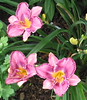 Charlene > Hemerocallis "Gilded Peacock"