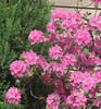 Charlene > Rhodedendron next to Juniper.