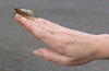 Charlene > Magicicada straggler -early emergence in 2009.