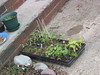 Charlene > Hardening off our seedlings.
