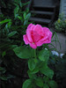 Our Garden, 2009 : 