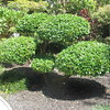 Morikame Gardens, Delray Beach, Fla., March 2008 : 