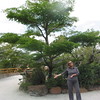 Charlene > Morikame Gardens, Delray Beach, Fla., March 2008 photo