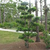 Charlene > Morikame Gardens, Delray Beach, Fla., March 2008 photo