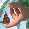 Butterfly Farming and Misc. Photos : 