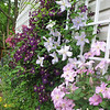 Clematis, 2008 : 
