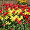 NY Botanical Gardens, April 26, 2009 : 