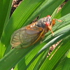 Cicadas, Fanwood, NJ May 2009 : 